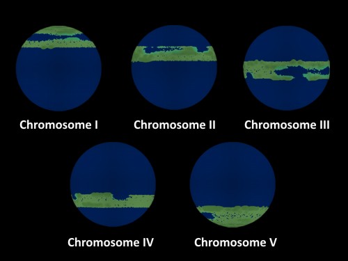 Chromosomen