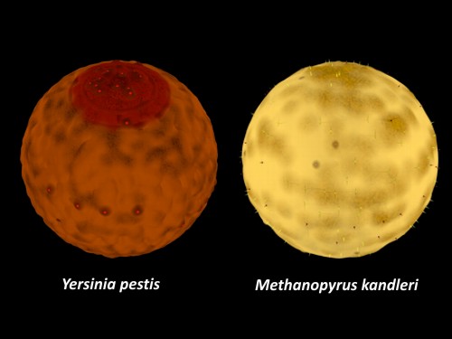 Bacteria/Archaeae