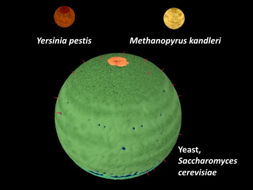 Eukaryoten