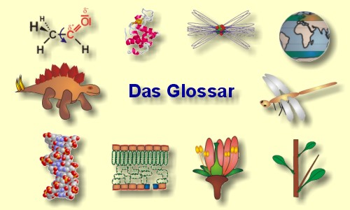 Glossary