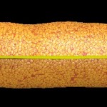 E. coli genome E. coli genome