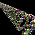 looped DNA