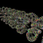 super-looped DNA