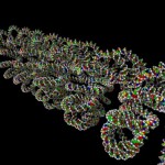 super-looped DNA super-looped DNA