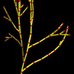 Branched structure Branched structure