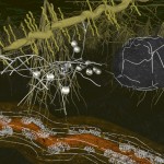 Diorama: Arbuscular mycorrhiza