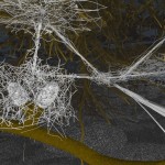 Ectomycorrhizal diorama