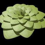 Aeonium plant Aeonium plant