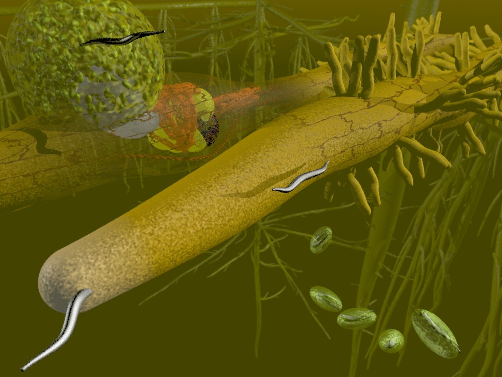 Root parasitizing nematodes Science a picture story