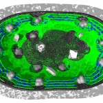 Cytology of cyanobacteria Cytology of cyanobacteria