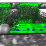 Cytology of cyanobacteria Cytology of cyanobacteria