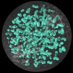 Aphanotheca Aphanotheca