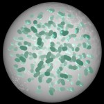 Aphanotheca Aphanotheca