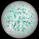 Aphanotheca Aphanotheca