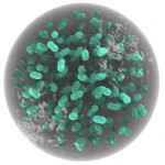 Aphanotheca Aphanotheca