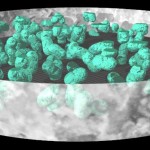 Aphanotheca Aphanotheca