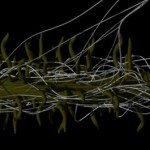 Pathogenic fungus Pathogenic fungus