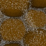 Agrobacteria Agrobacteria