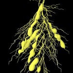 Clubroot disease Clubroot disease