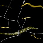 Fungi eating nematodes Fungi eating nematodes