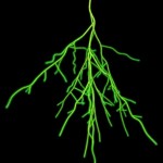 Rhizosphere Rhizosphere