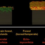 Mycorrhizal ecology