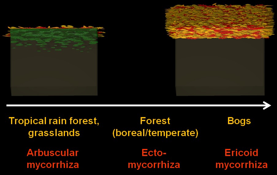 mycorrhizal ecology soil chapter