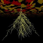 Sources of plant carbon Sources of plant carbon