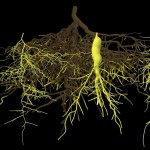 Root systems Root systems