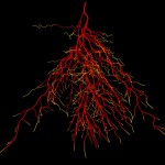 Root functions Root functions