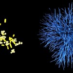 Bacteria and Fungi Bacteria and Fungi