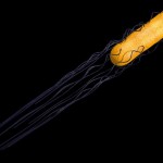 Swimming bacterium Swimming bacterium