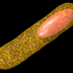 Bacterial spore Bacterial spore