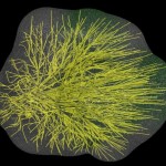 Saprophytic fungus Saprophytic fungus