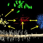 Soil food webs Soil food webs
