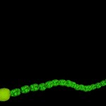 Anabaena