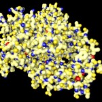 Fungal cellulase Fungal cellulase