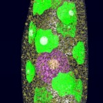 Euglena gracilis Euglena gracilis