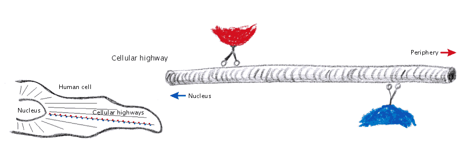 Walking the cellular highways Walking the cellular highways