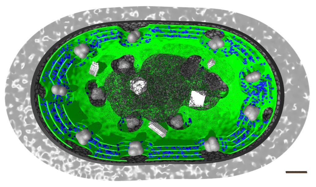 Cyanobacteria Structure