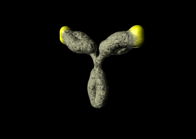 IgG antibody