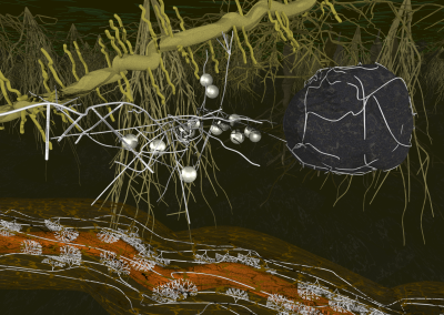 Arbuscular mycorrhiza