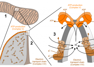 Topology of the respiratory chain