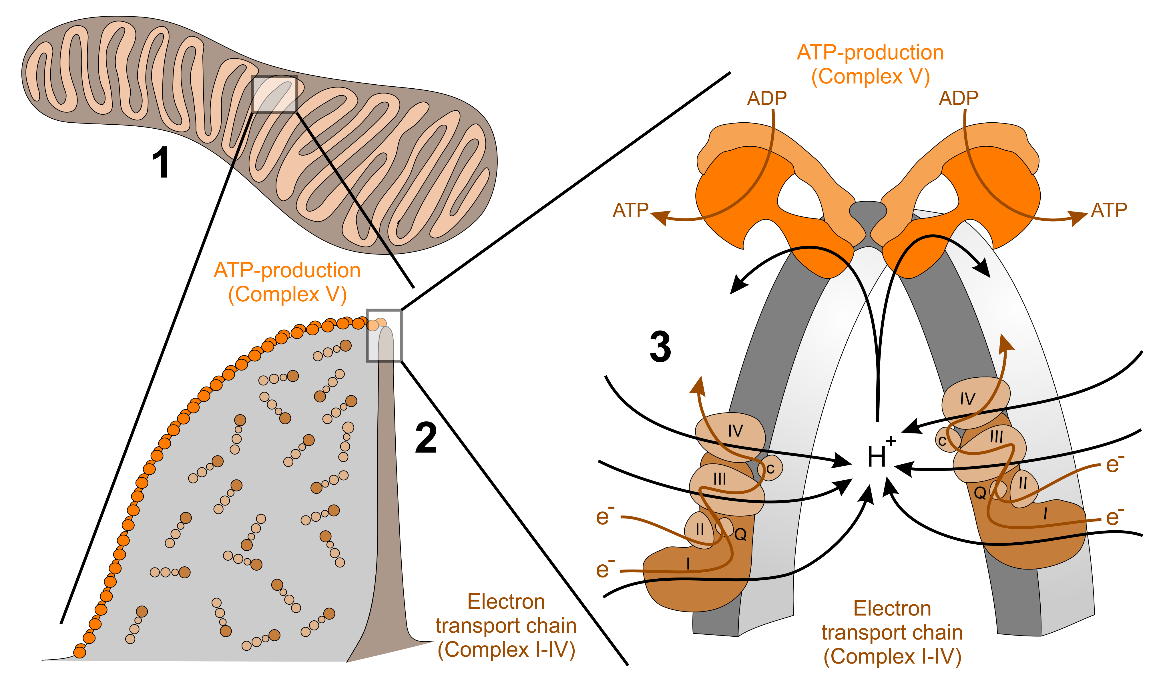 Topology of the respiratory chain