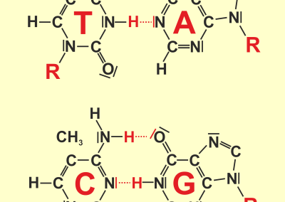 Base pairing