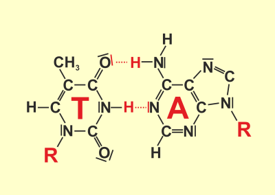 Base pairing