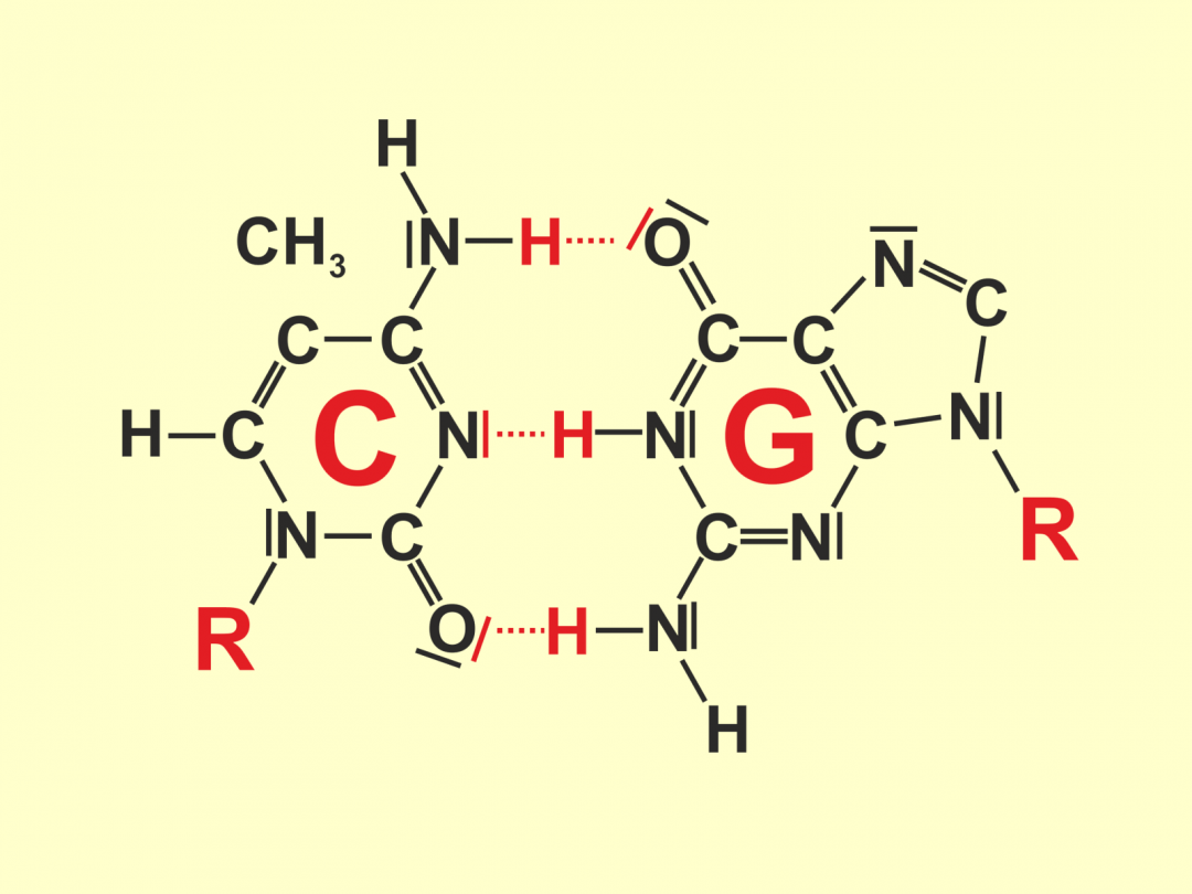 Base pairing Scivit english version