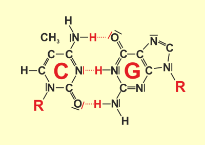 Base pairing