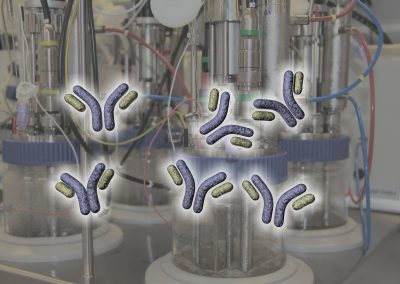 IgG antibody in front of fermentation unit