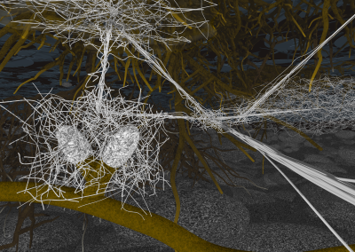 Ectomycorrhiza